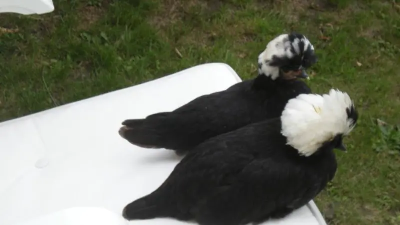 Gîtes de France® - La Ferme de William