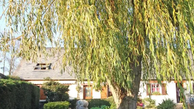 Les Saules Pleureurs