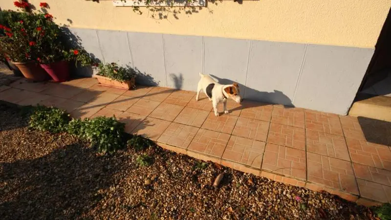 Les Saules Pleureurs