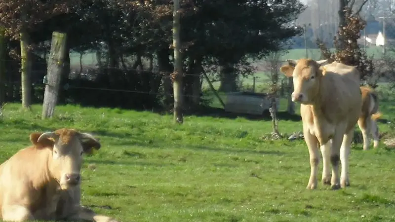Les Colombes en Normandie