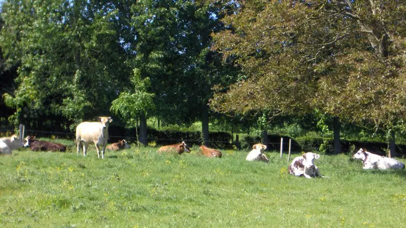 Les Colombes en Normandie