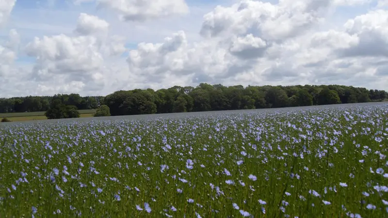 Les Colombes en Normandie