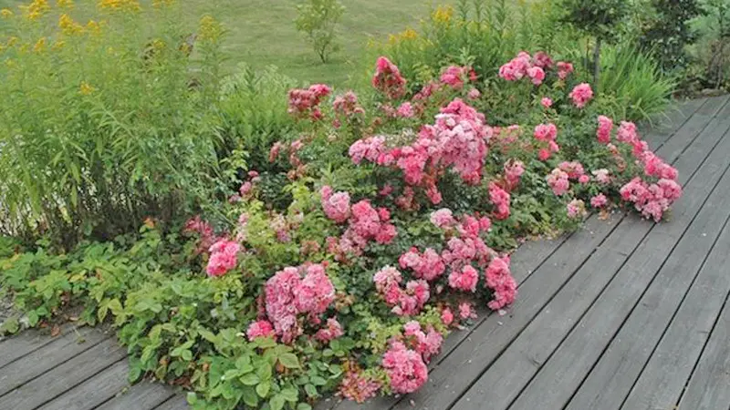 Gîtes de France® - Au Merle Moqueur