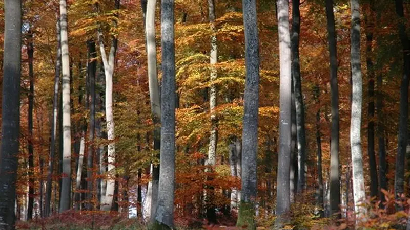 Gîtes de France® - Le Bûcher