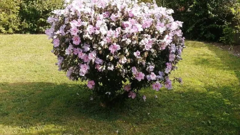 Gîtes de France® - Gîte  de la Forêt