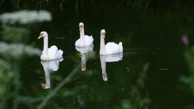 Le Trèfle à Quatre Feuilles
