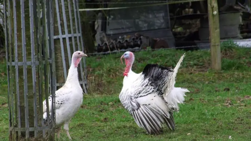 Le Trèfle à Quatre Feuilles