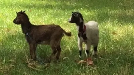 Le Trèfle à Quatre Feuilles