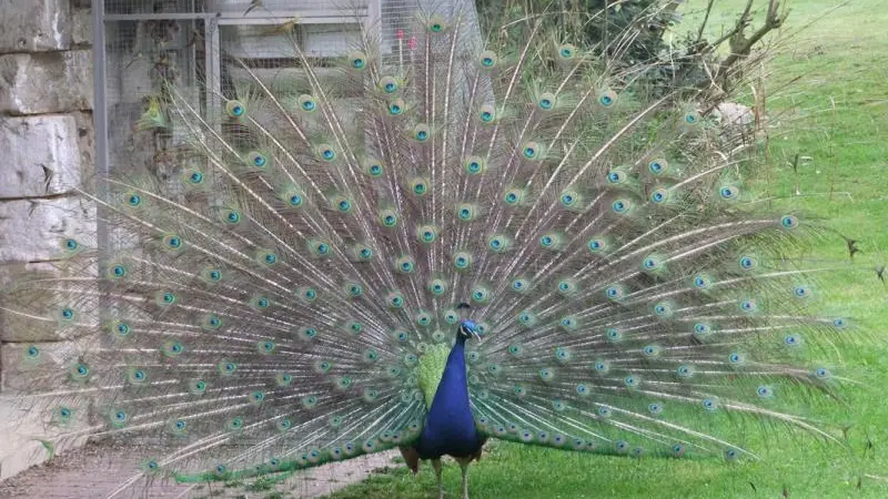 Le Trèfle à Quatre Feuilles