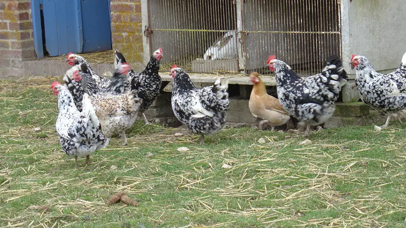 Gîtes de France® - Le Cabray