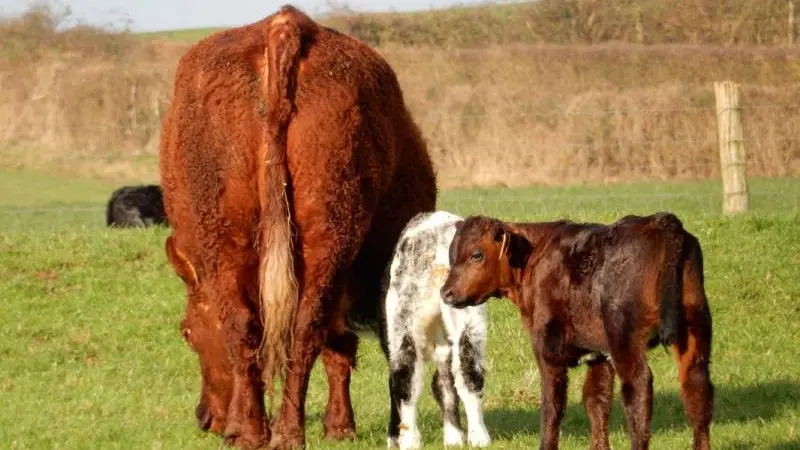 Gîtes de France® - Le Cabray