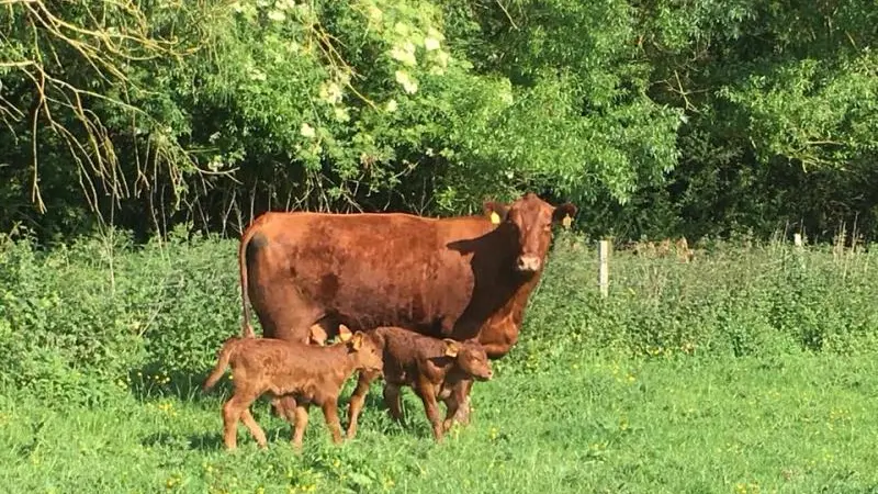 La Roulotte du Moulin de Rebets