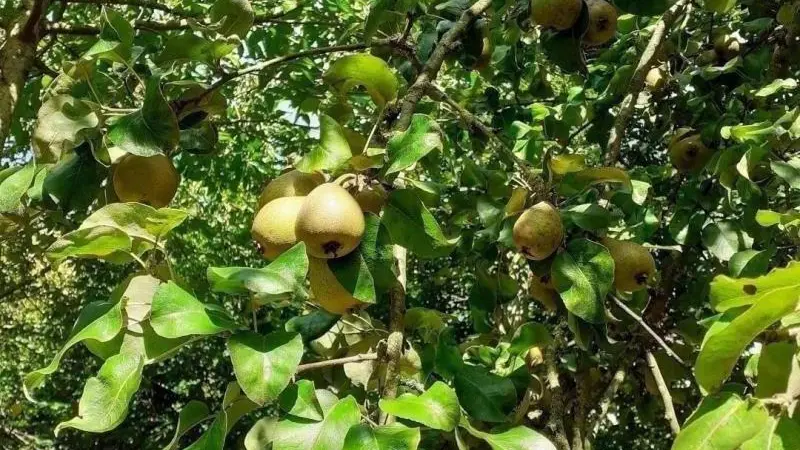 Gîtes de France® - L' Hirondelle