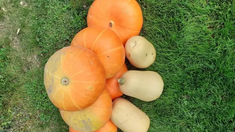 Gîtes de France® - L' Hirondelle