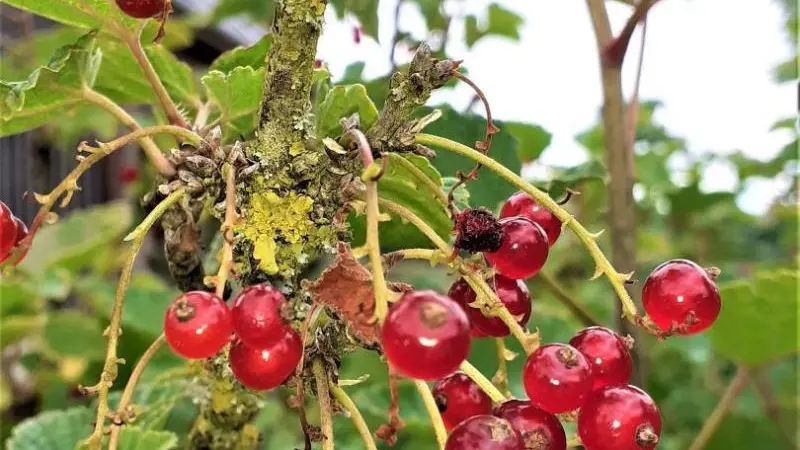 Gîtes de France® - L' Hirondelle
