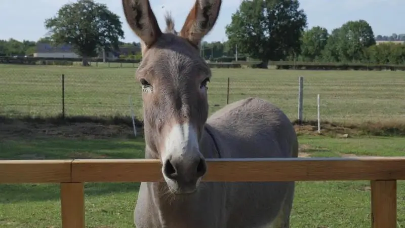Gîtes de France® - Le Petit Giteopré