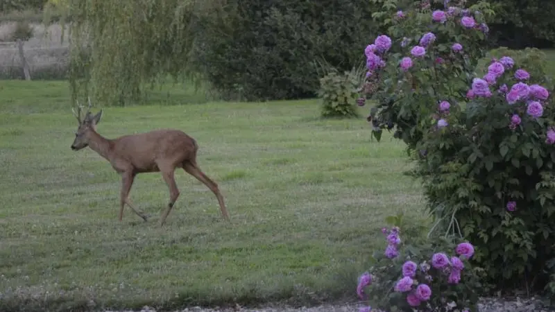 Gîte du  Vallon doré