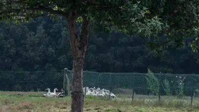 Gîtes de France® - Les Sapins