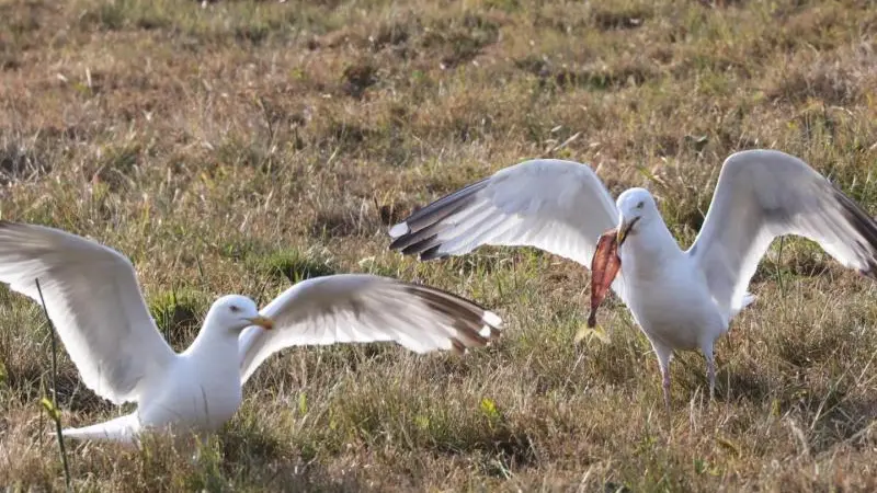 Gîtes de France® - Le Phare Ouest