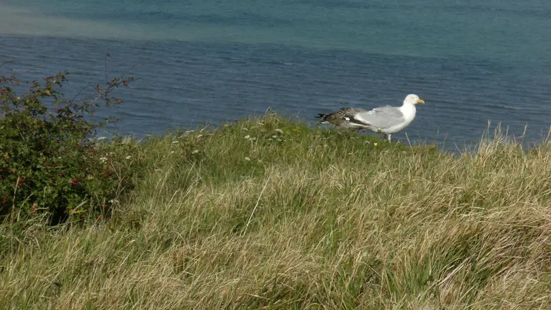 Grain de Sable