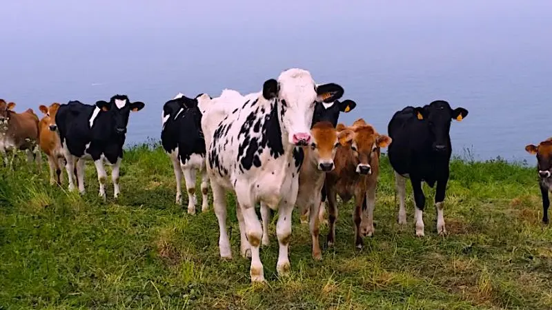 Gîtes de France® - Le Coin Fleuri