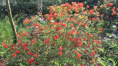 Gîtes de France® - Le Lodge du Bayou