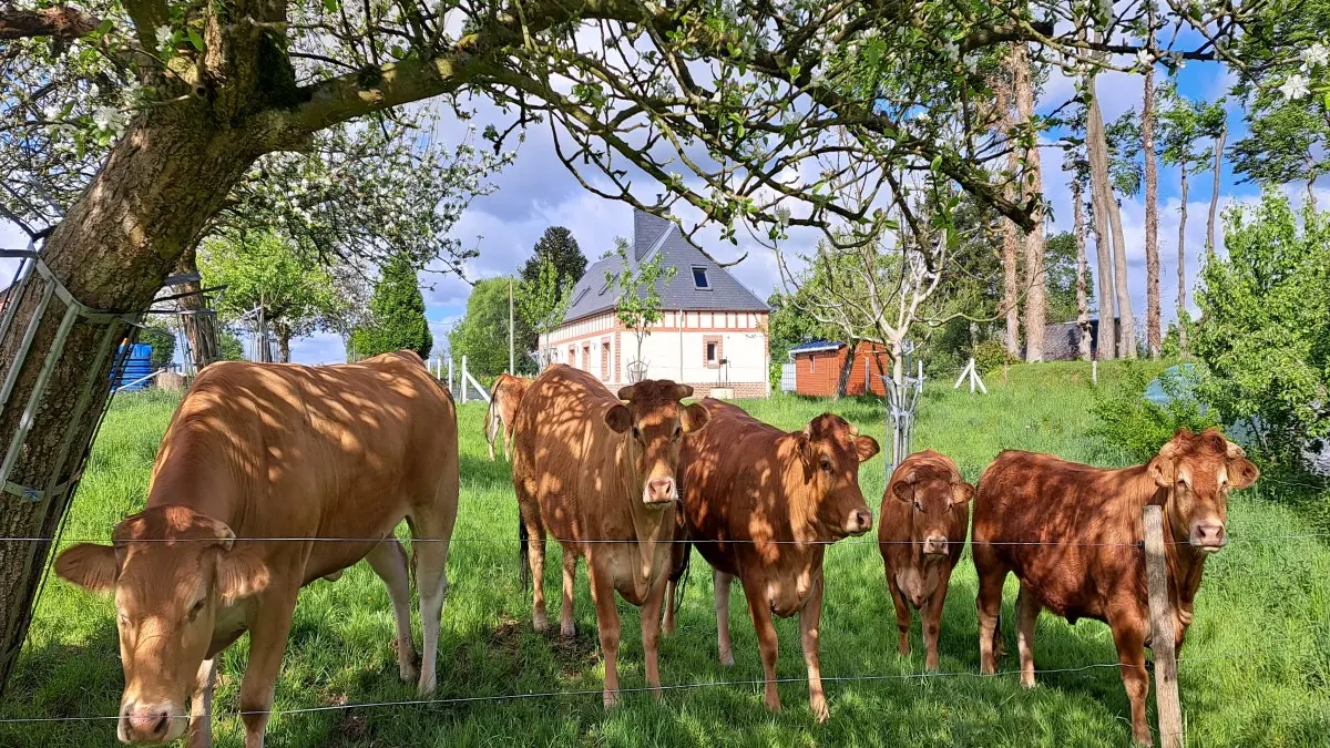 Gite L'Abel maison de MADAM Paris Extérieur Vaches