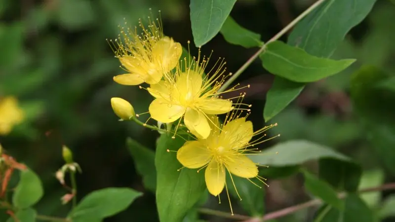 Hypericum androsaemum