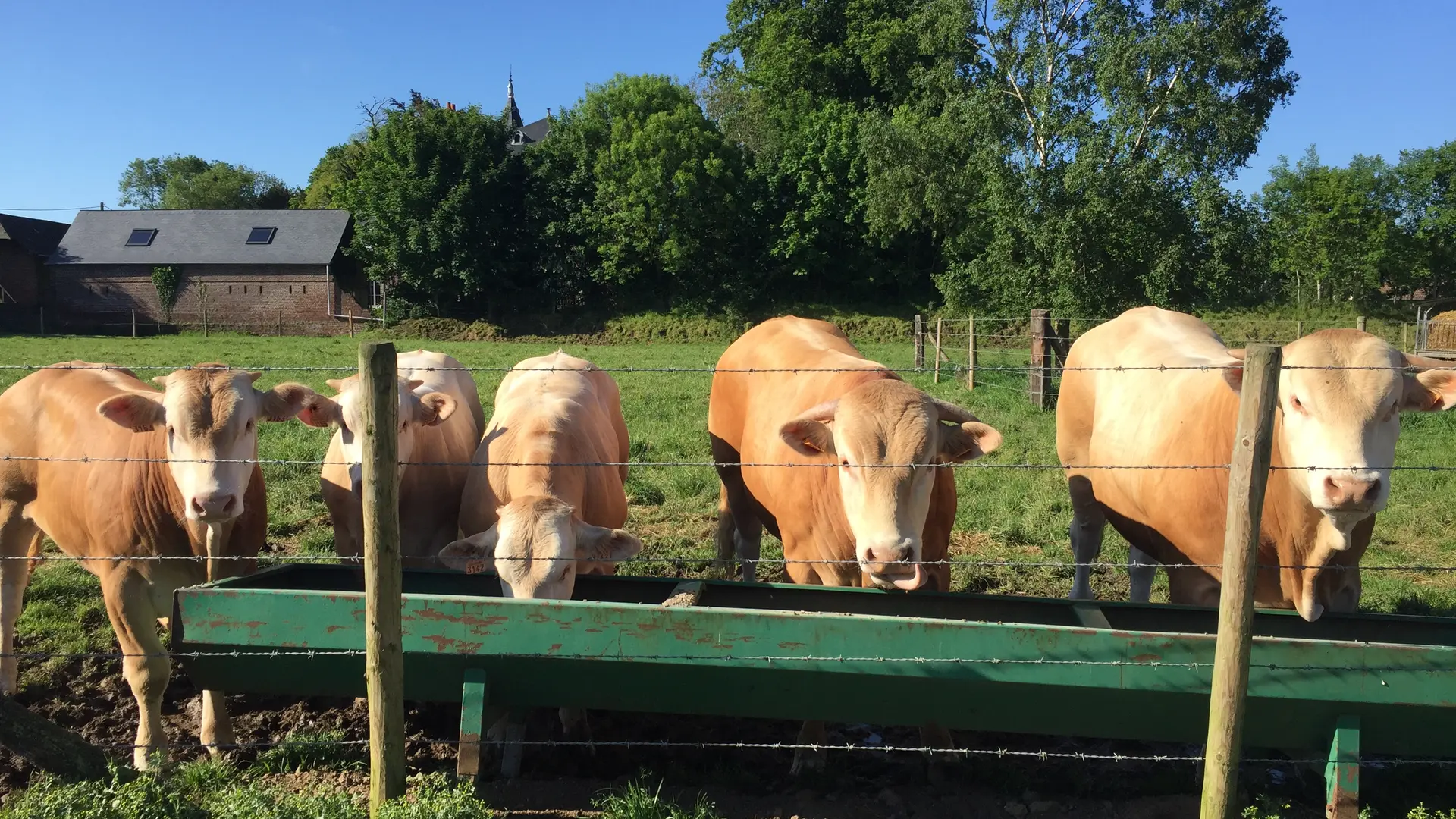 Vaches Ferme des Trois Portes