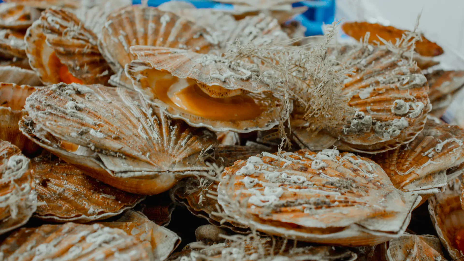 Saint-Jacques de Dieppe