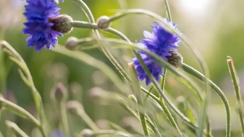 Fleurs du champ