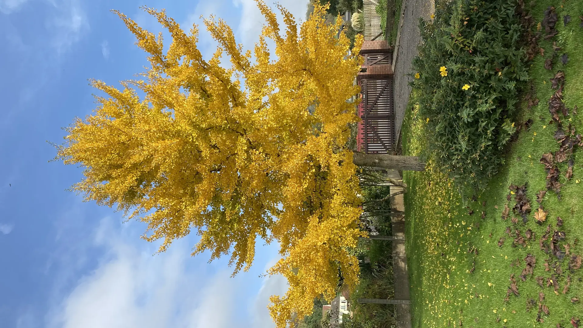 Jardin la pommeraie76   le ginkgo biloba