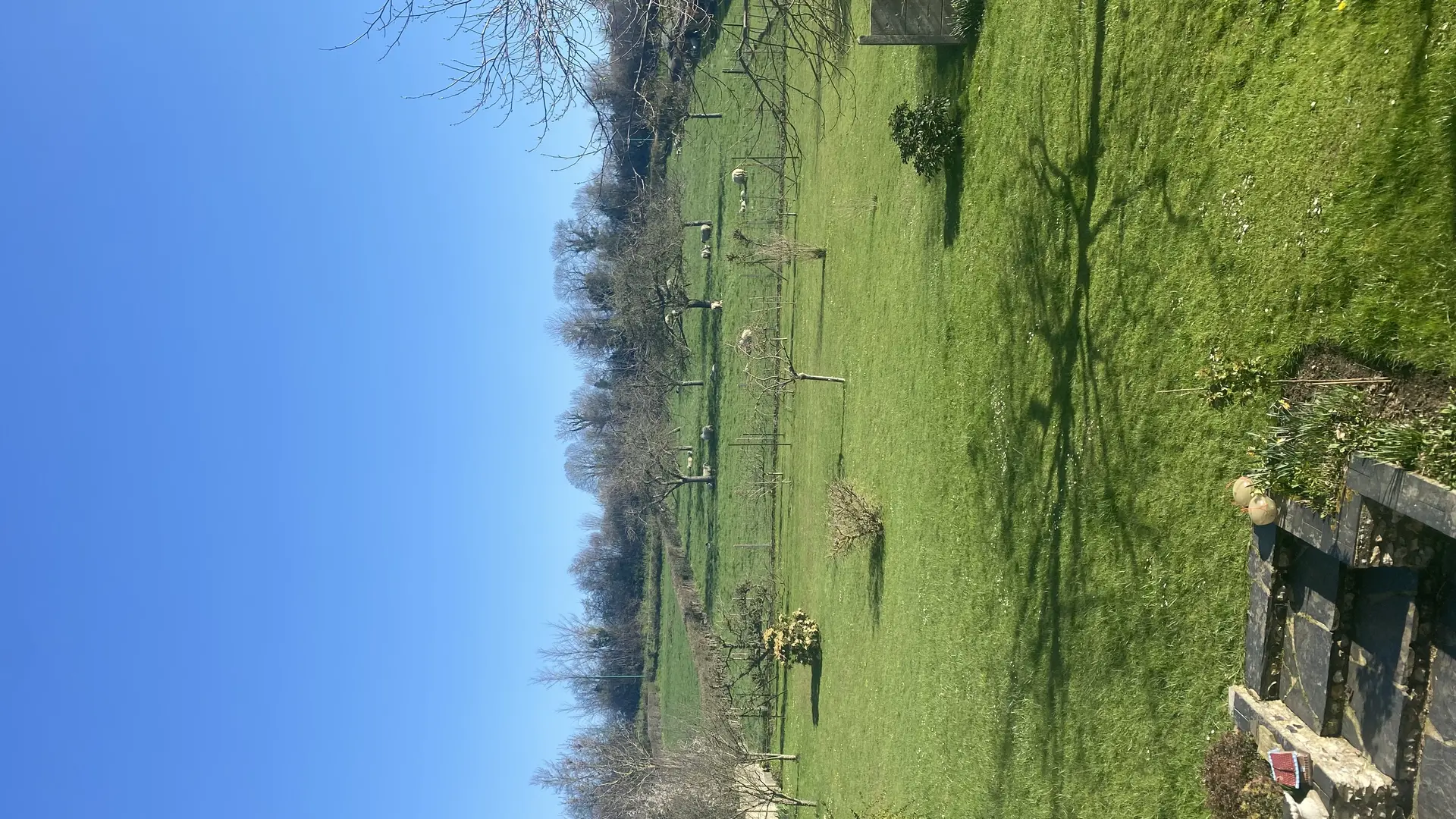 le jardin avec les moutons