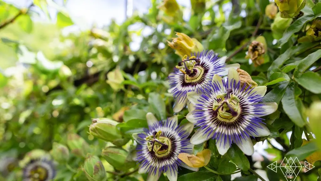 Le Gîte de Plume Jardin fleuri