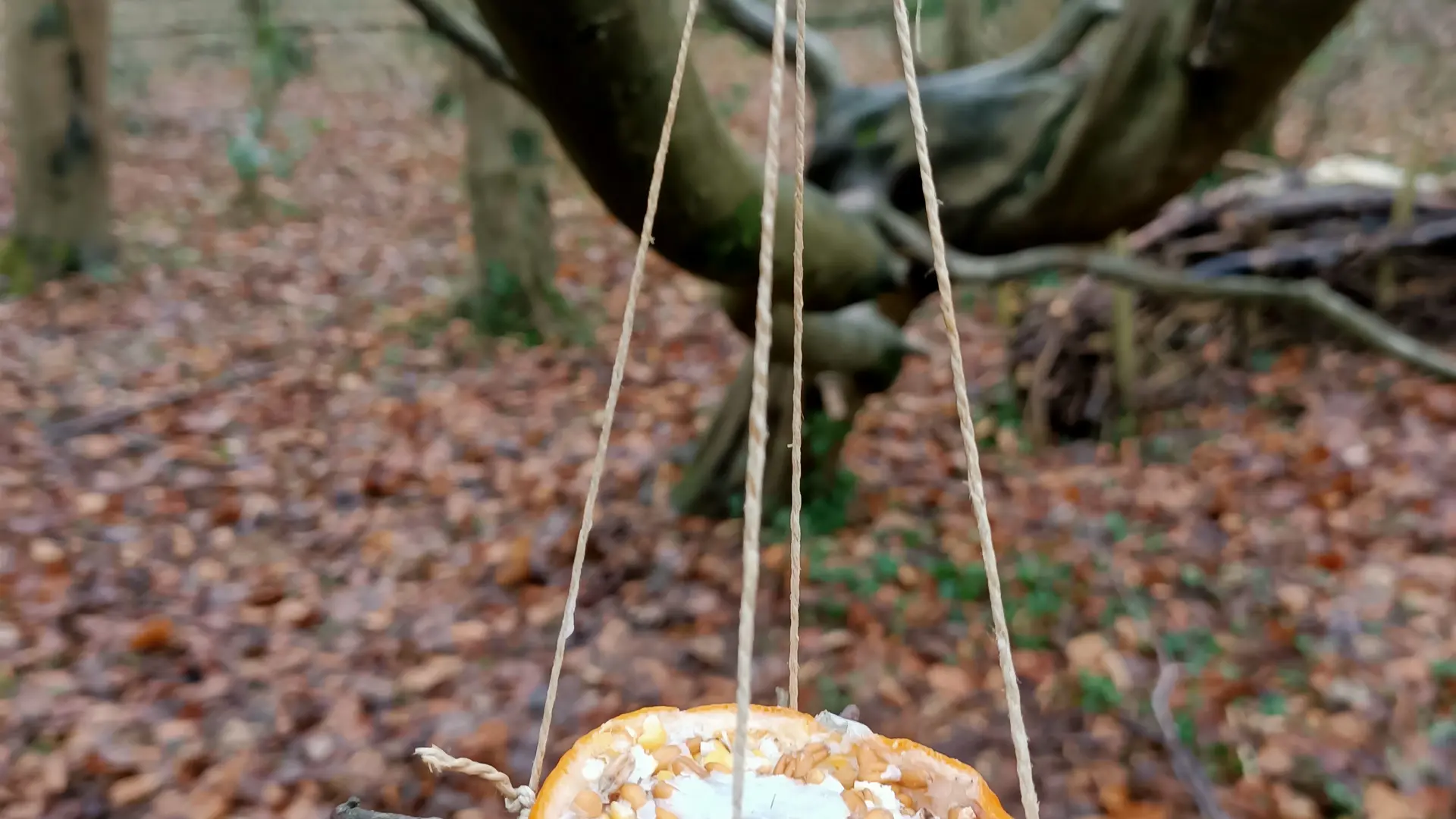 Mangeoires d’hiver