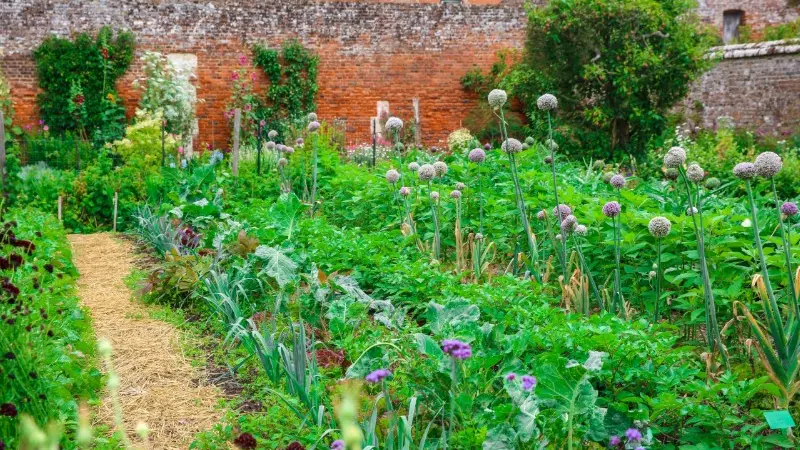 Jardin Potager du Château de Miromesnil - Tourville-sur-Arques