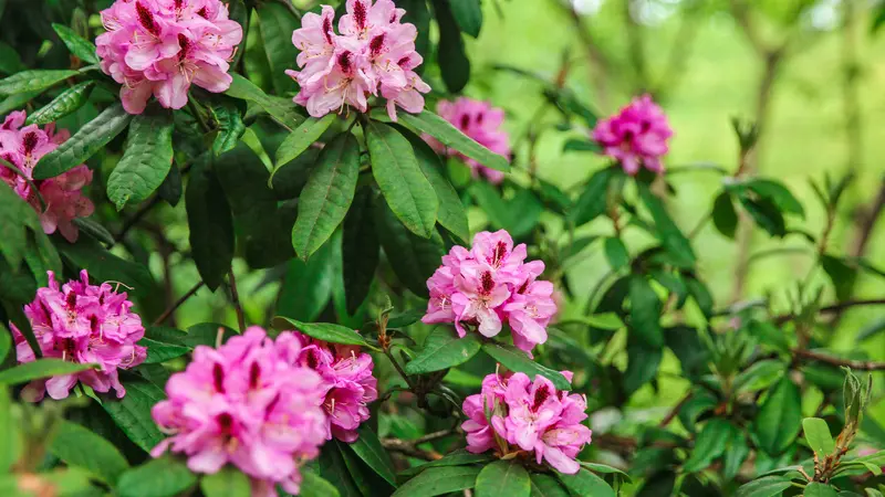 Les jardins de Bellevue - Beaumont-le-Hareng