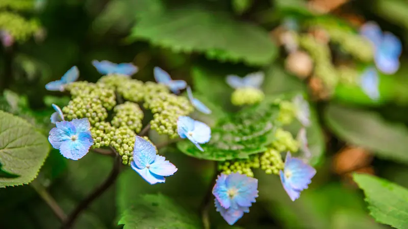 Les jardins de Bellevue - Beaumont-le-Hareng