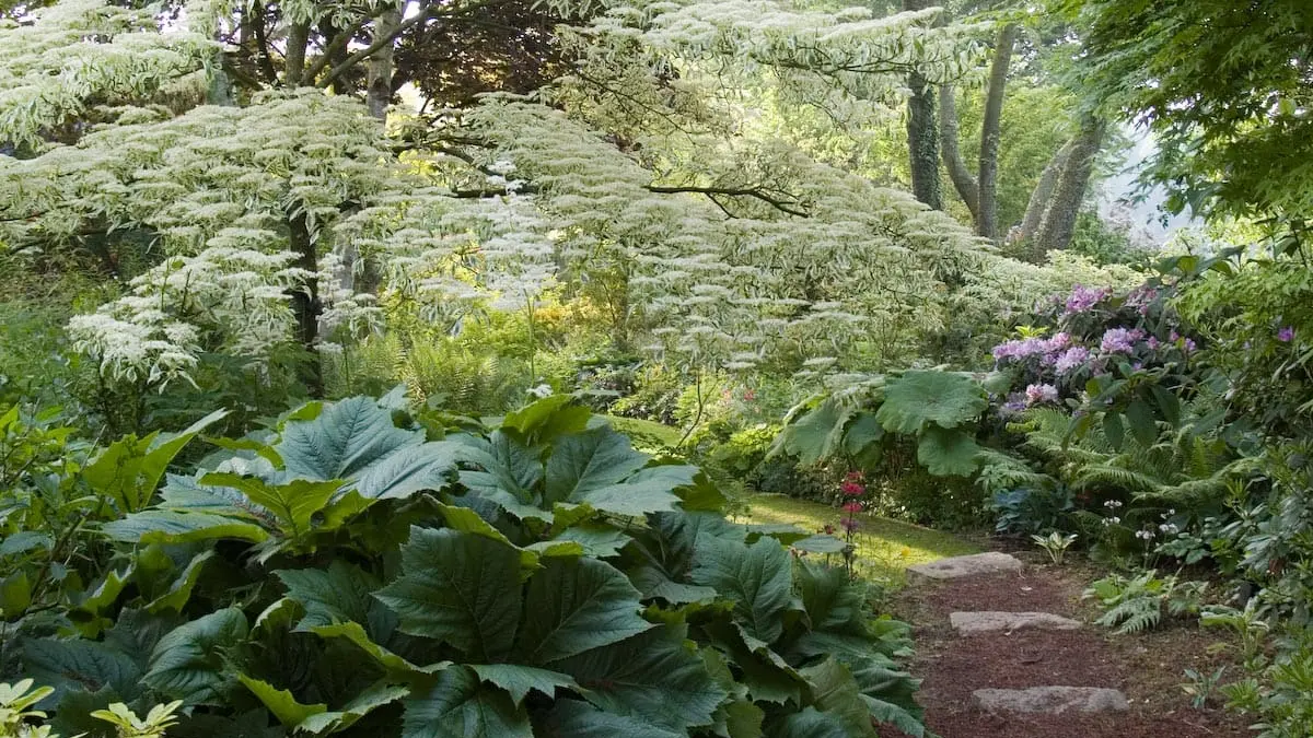 Jardin de Valérianes