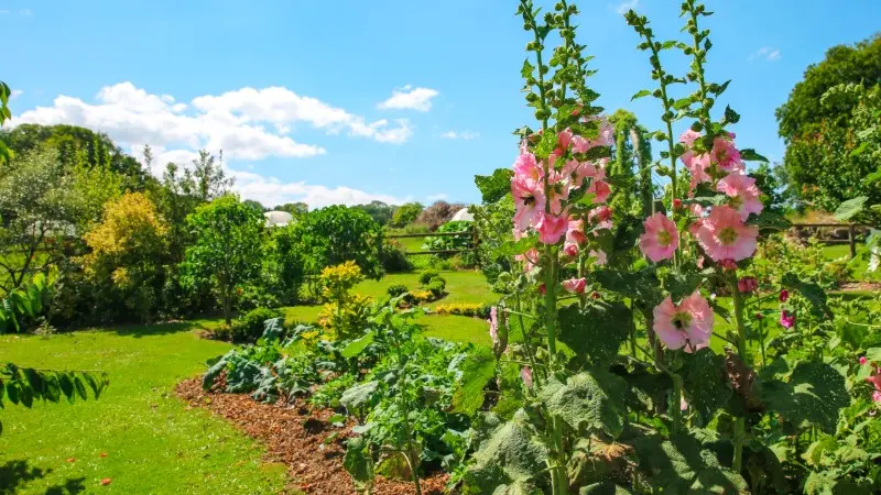 Lucy - Le jardin du crapaud à trois pattes