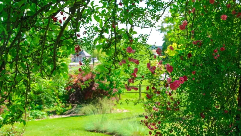 Lucy - Le jardin du crapaud à trois pattes