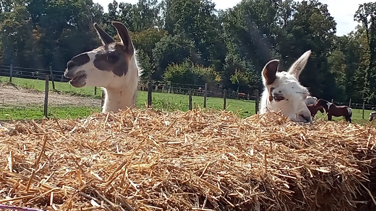 Journee-Portes-ouvertes-ferme-des-chataigners-2025©JH-OTNCV (10)