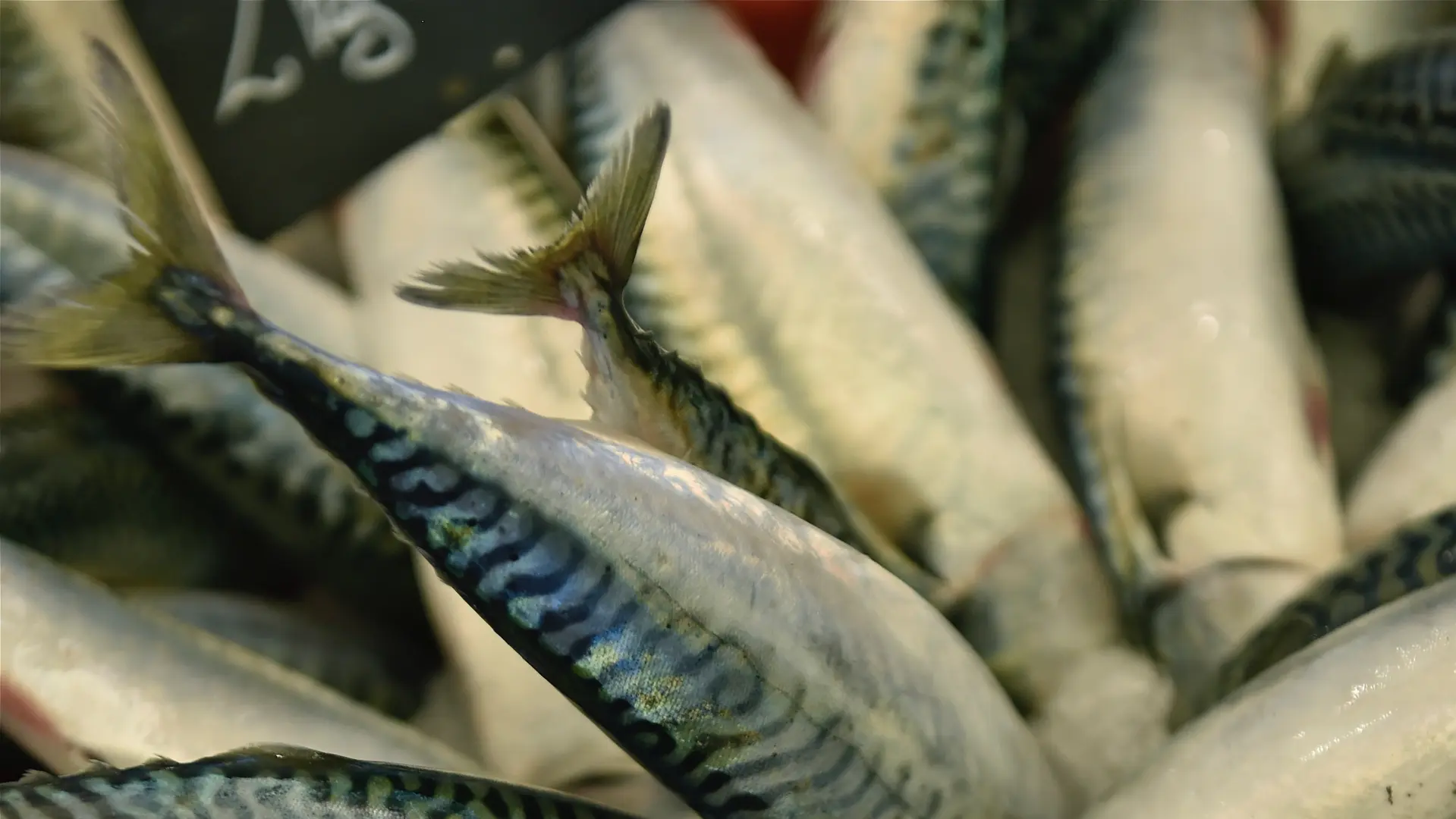 LE TREPORT_Poissonnerie municipale_006