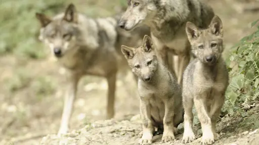 Loups Rêve de Bisons