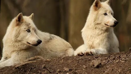 Loups Rêve de Bisons