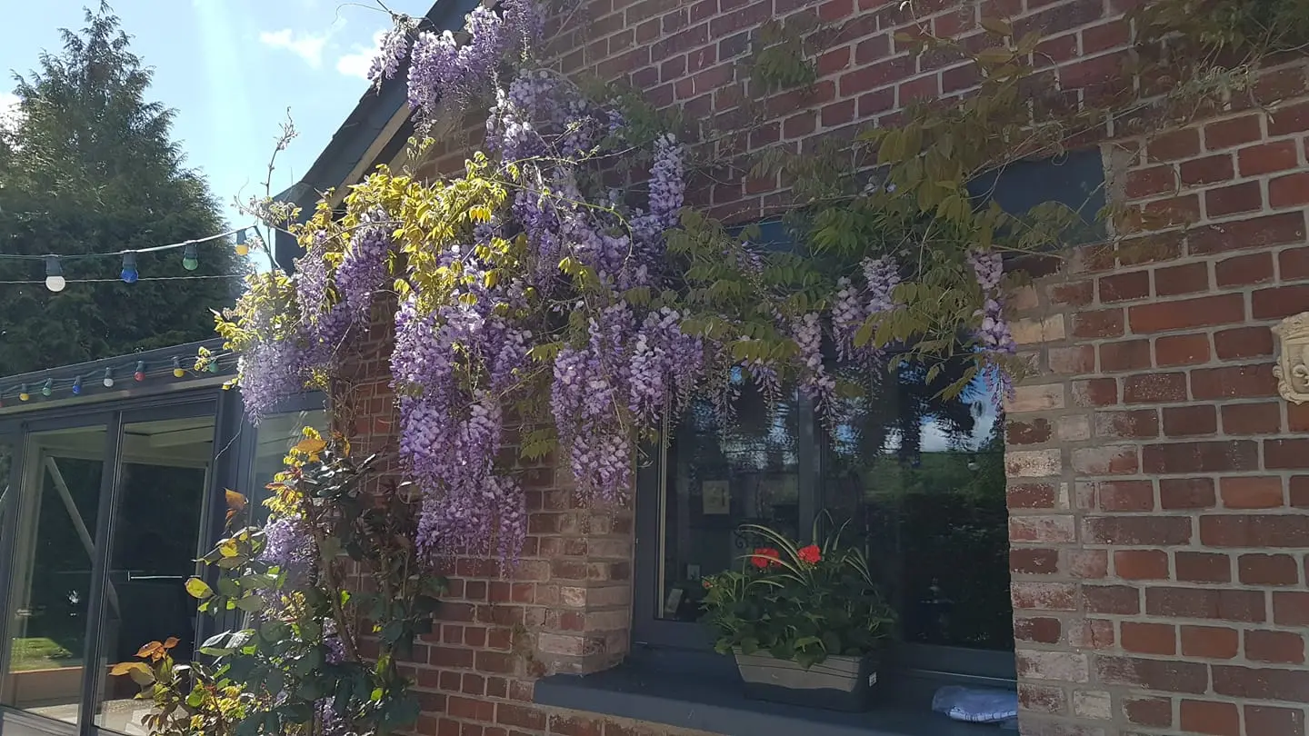 La glycine