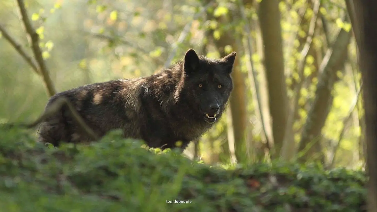 Loups Rêve de Bisons