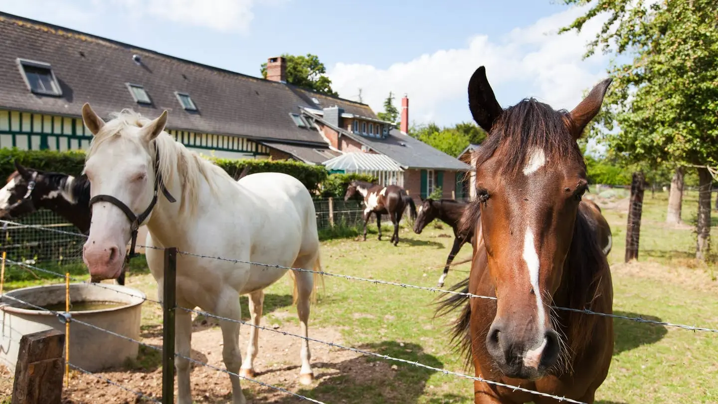 Les chevaux