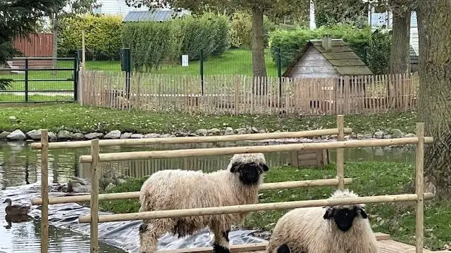Moutons - Camping la Berquerie