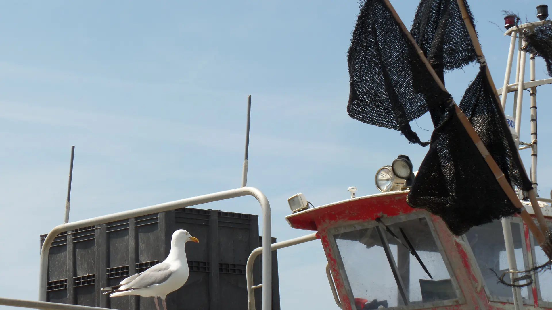 Mouette sur le bateau